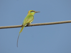 Merops viridissimus
