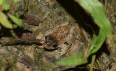 Leptodactylus griseigularis