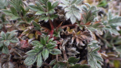 Potentilla insularis