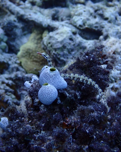 Corythoichthys conspicillatus