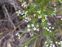 Platysace linearifolia