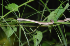 Thamnodynastes pallidus