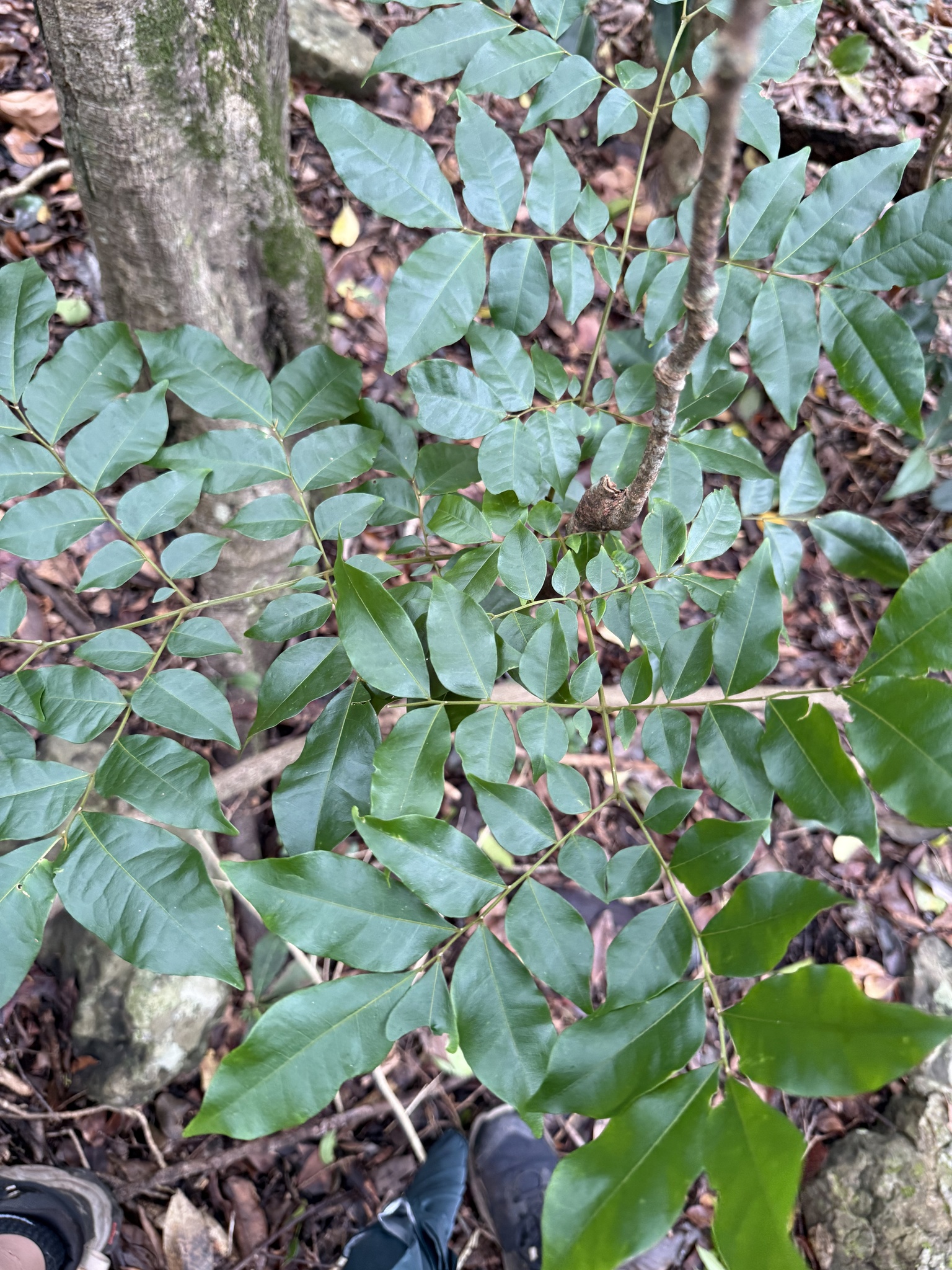 Imagem de Pararchidendron pruinosum