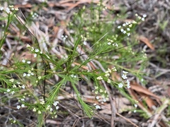 Platysace linearifolia