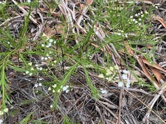 Platysace linearifolia