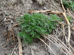 Urtica cannabina