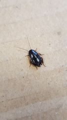 Loboptera canariensis