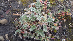 Potentilla insularis