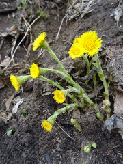 Tussilago farfara