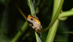 Dendropsophus arndti