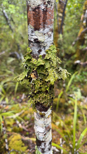 Pseudocyphellaria billardierei observed 2026-02-14