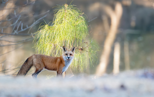 Red Fox photographed in North Carolina