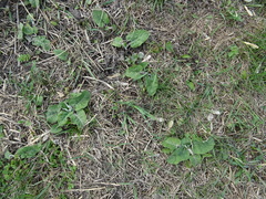 Arctium tomentosum
