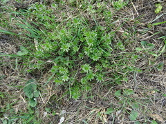 Galium mollugo