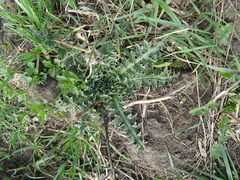 Carduus nutans leiophyllus