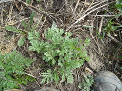 Artemisia vulgaris