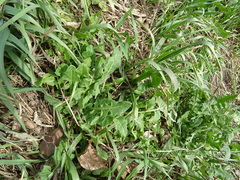 Sisymbrium loeselii