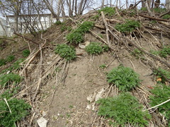 Urtica cannabina