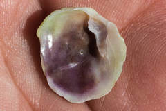 Crepipatella lingulata