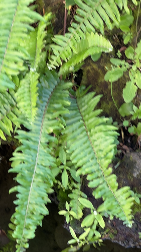 Nephrolepis brownii observed 2026-02-13
