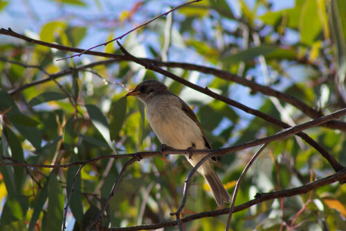 Fuscous Honeyeater (Ptilotula fusca)