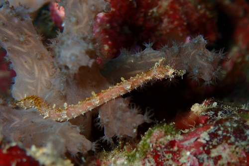 Brown pipefish (Halicampus mataafae) — Syngnathidae — 2
