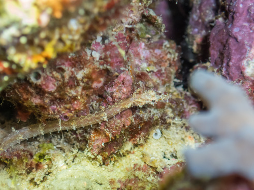 Brown pipefish (Halicampus mataafae) — Syngnathidae