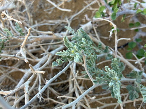 Errazurizia megacarpa, 2026-02-10
