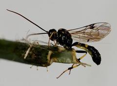 Exenterus amictorius