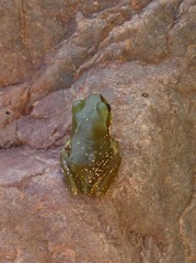 Ranoidea gilleni