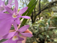 (c) Pat Hall, some rights reserved (CC BY) Epidendrum centropetalum, photograph (c) Pat Hall, some rights reserved (CC BY)