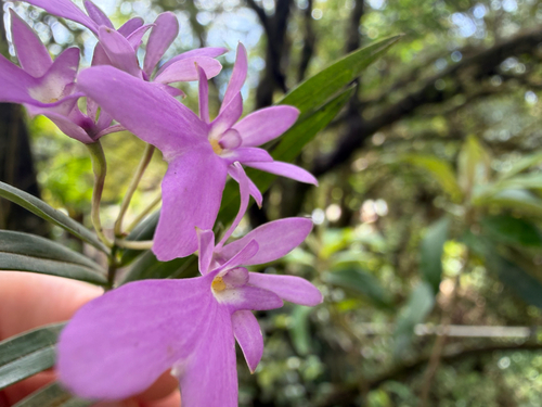 Epidendrum centropetalum, photograph 4
