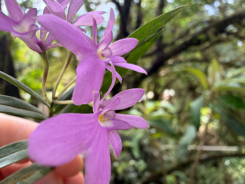 Epidendrum centropetalum; photograph (c) Pat Hall, some rights reserved (CC BY)