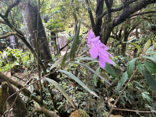 Epidendrum centropetalum, photograph 3