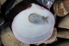 Semele decisa