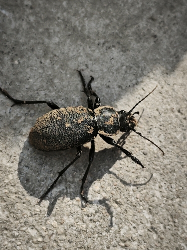 Carabus brandti