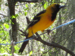 Icterus gularis × graduacauda