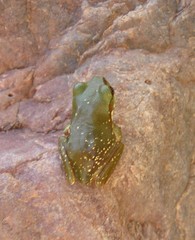 Ranoidea gilleni