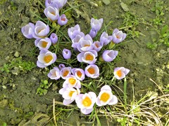 Crocus nivalis