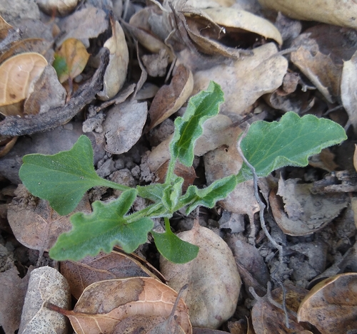 Hillside false bindweed (Calystegia subacaulis)