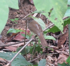 Rubigula erythropthalmos