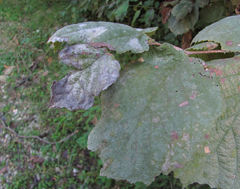Phyllactinia guttata