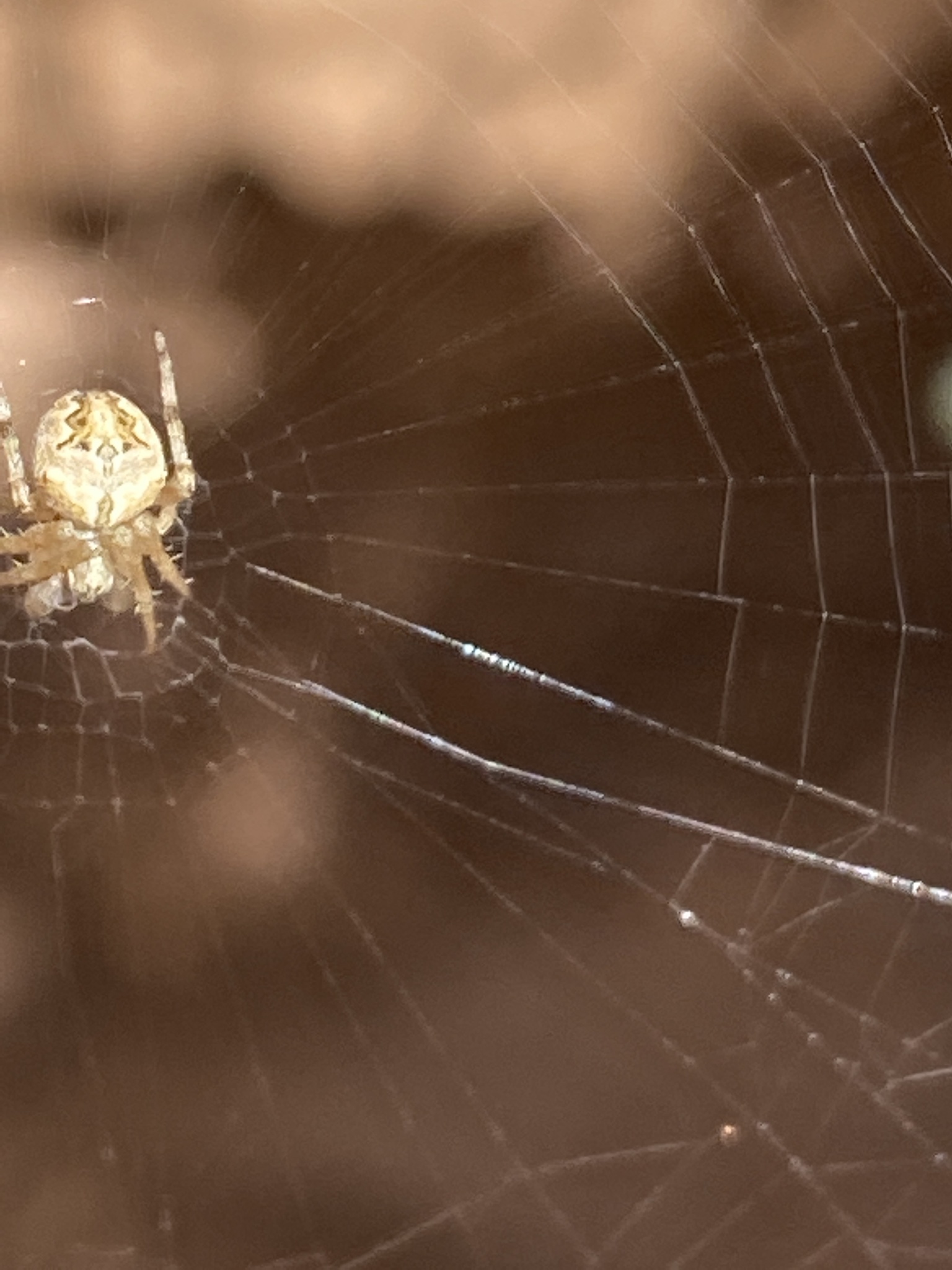 Neoscona subfusca