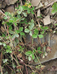 Erysiphe trifoliorum