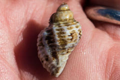 Paciocinebrina circumtexta