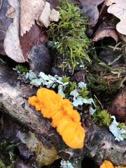 Tremella