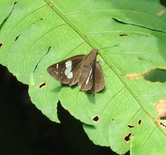 Notocrypta