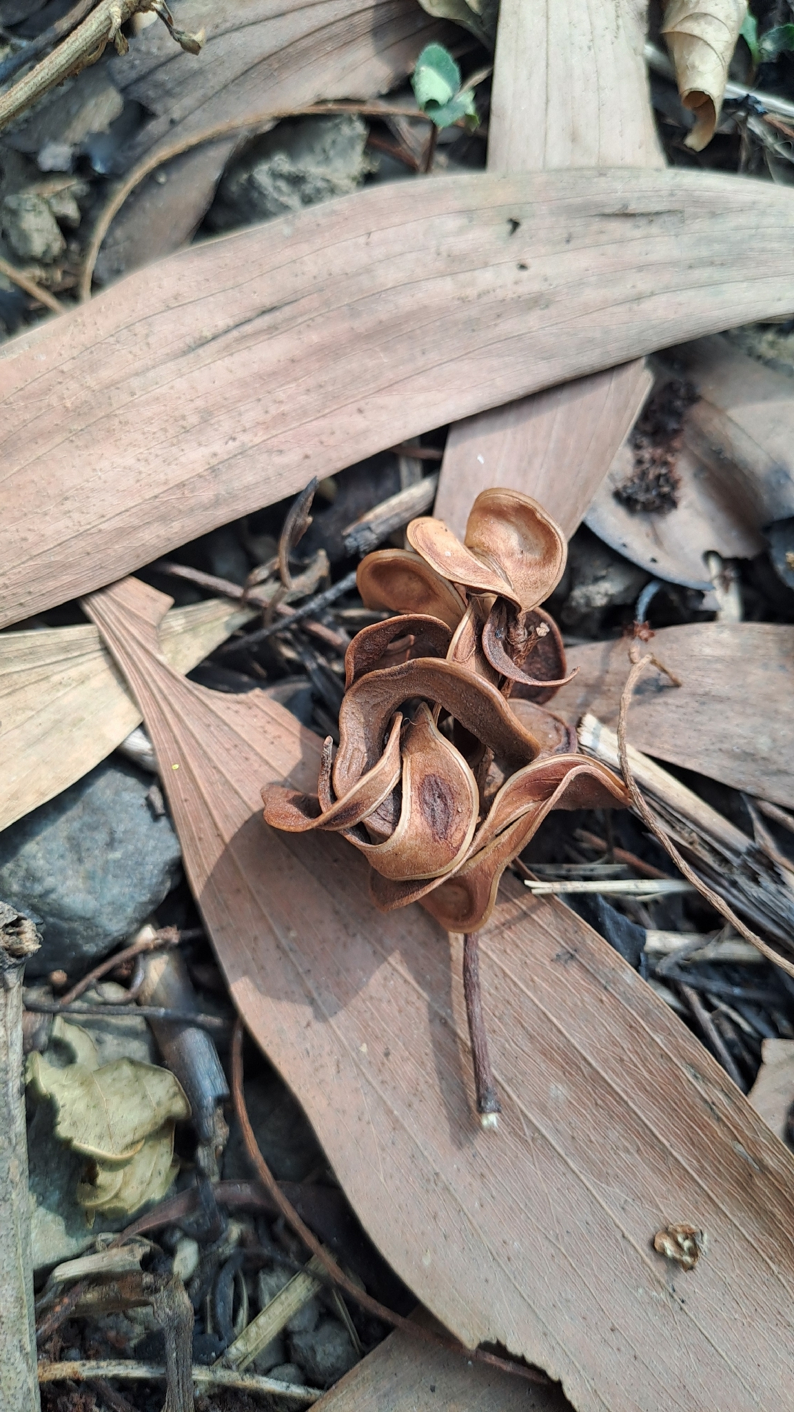 Acacia auriculiformis — ảnh 2