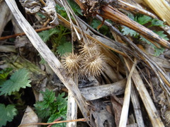 Arctium tomentosum