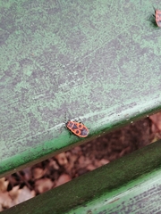 Pyrrhocoris apterus